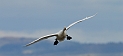 Bewick's swan flying - C